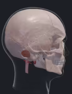 Image Here