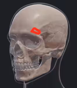 Image Here
